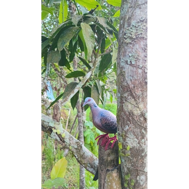 Boneka jontrot burung perkutut eropa derkuku