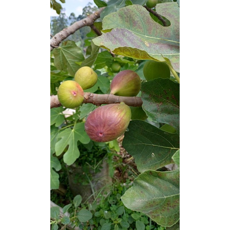 

Buah Tin Fresh 1 kg langsung petik dari kebun.
