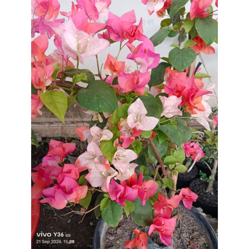 Bougenville Maharani