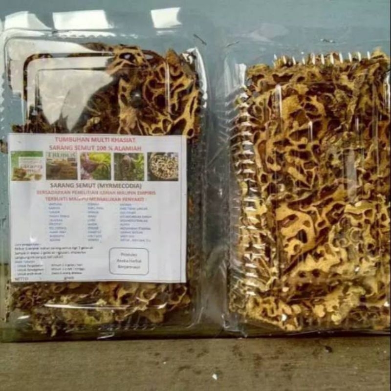 

sarang semut kalimantan. obat herbal berbagai macam penyakit. serang semut asli