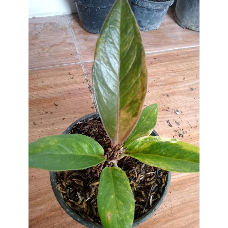 Anthurium jemani trah pink