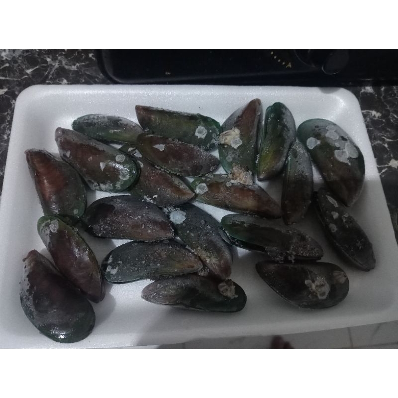 

Kerang Hijau