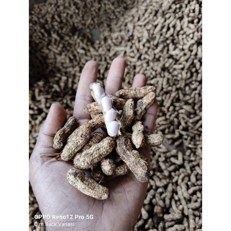 

Kacang Tanah Kulit / Kacang Tanah Rebus / Kacang Tanah Mentah Fresh 1 Kg