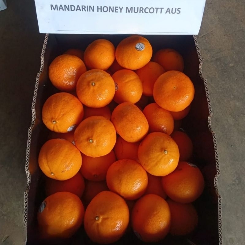 

Jeruk Honey Murcot Ausi