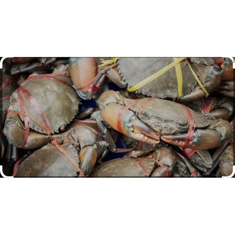 

Kepiting Bakau Segar 1 Kg