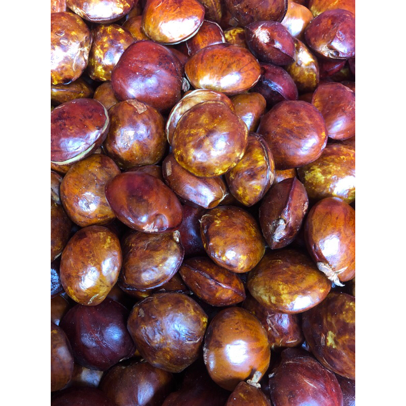 

Jengkol tua SUPER fresh 500 gram