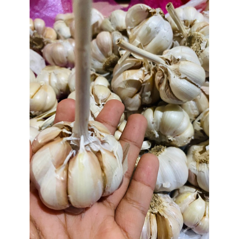 

Bawang Putih fresh siap kirim