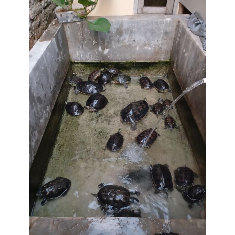 Hiasan Kolam, Kura-kura Ocadia