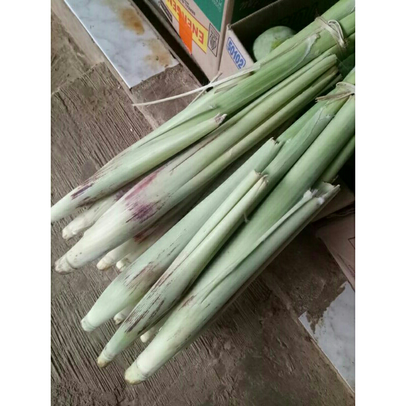 

tebu telor/terubuk.sayuran tebu 1 ikat