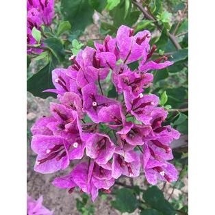 BUGENVILLE VIETNAM SPLASH