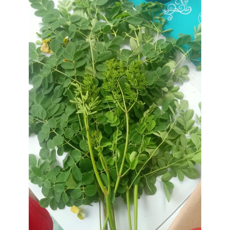 

daun kelor segar