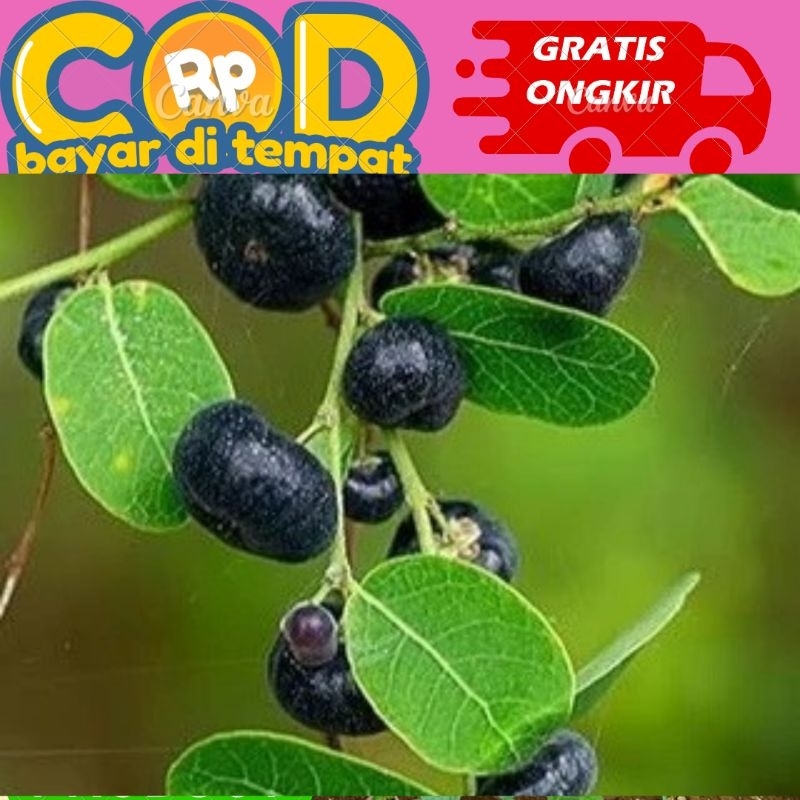 

daun mangsi / daun tinta 500 gram