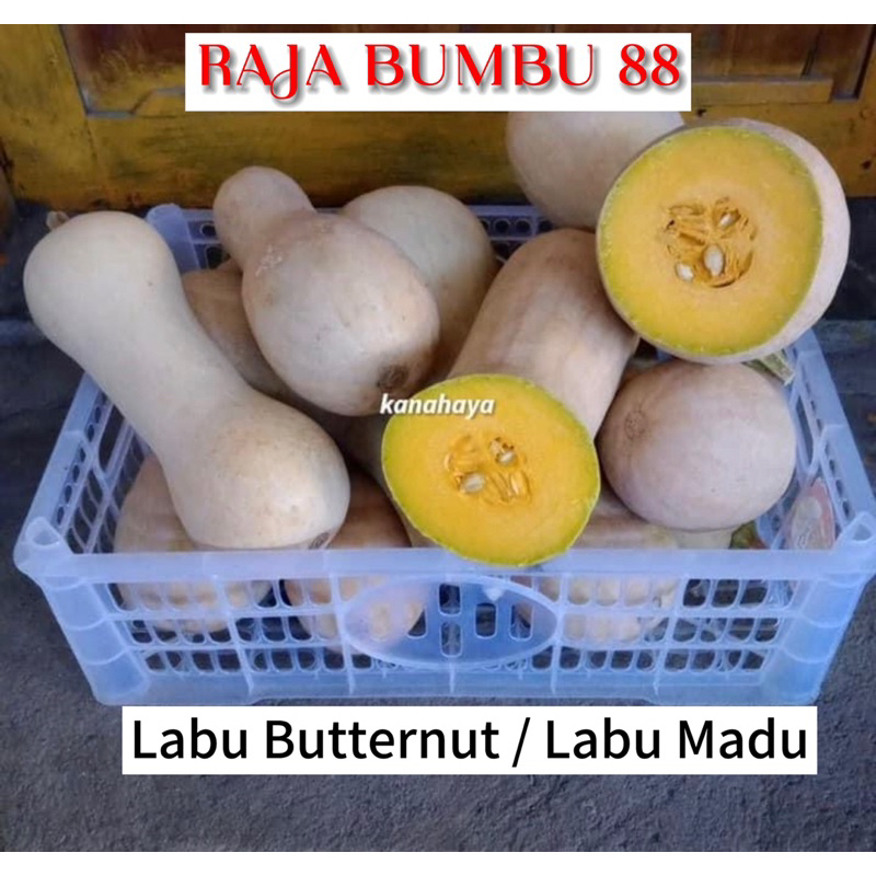 

LABU BUTTERUT / LABU MADU 1 buah ( 800-1400 gr)