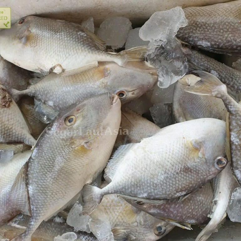 Ikan Etong Segar Ikan Ayam Ayam 1Kg