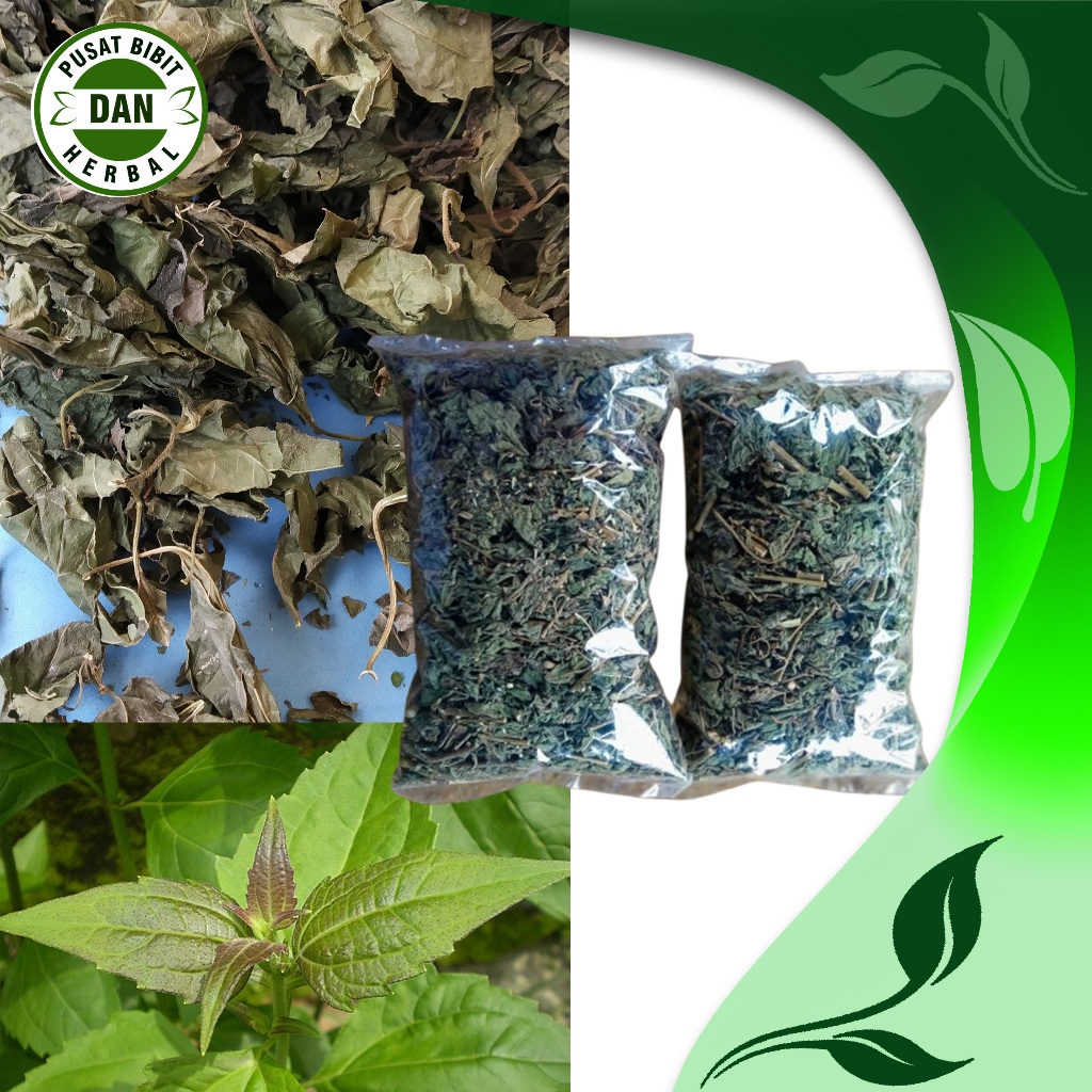 

100 gram daun kirinyuh kering/mencegah kanker serviks/mengatasi vertigo - pusat bibit dan herbal