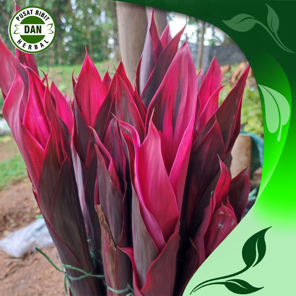 

Stek Daun hanjuang merah batang dan daun - pusat bibit dan herbal