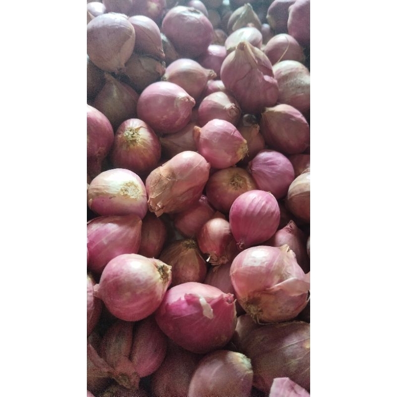 

Bawang Merah | Brambang