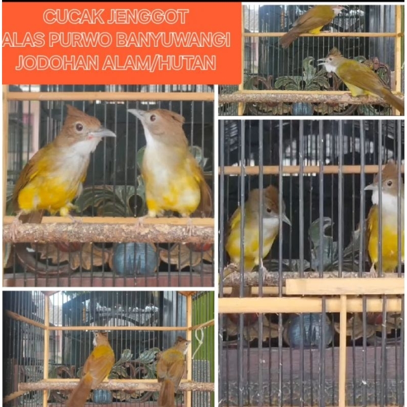 CUCAK JENGGOT JAWA SEPASANG JODOHAN ALAM Ori Alas Purwo Banyuwangi