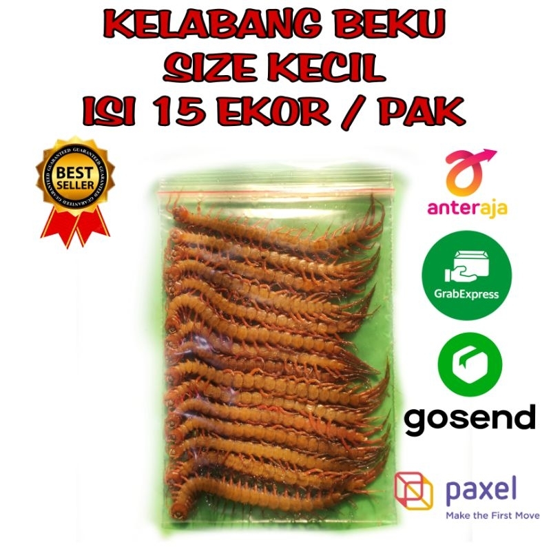 KELABANG BEKU / LIPAN BEKU / KELABANG PAKAN IKAN ARWANA DAN PREDATOR