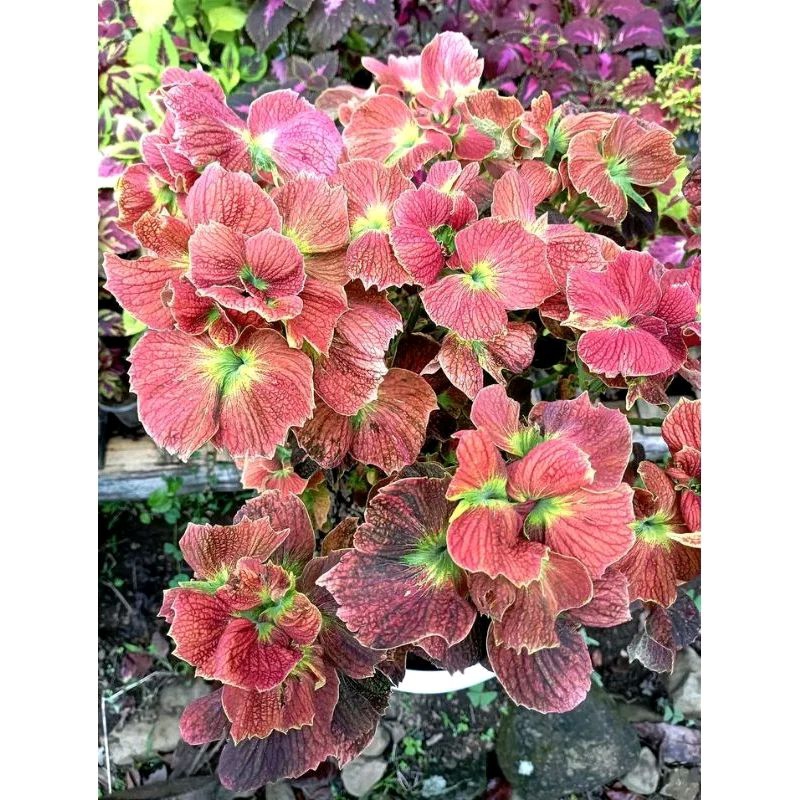 miana mawar//miana baru//coleus variasi//