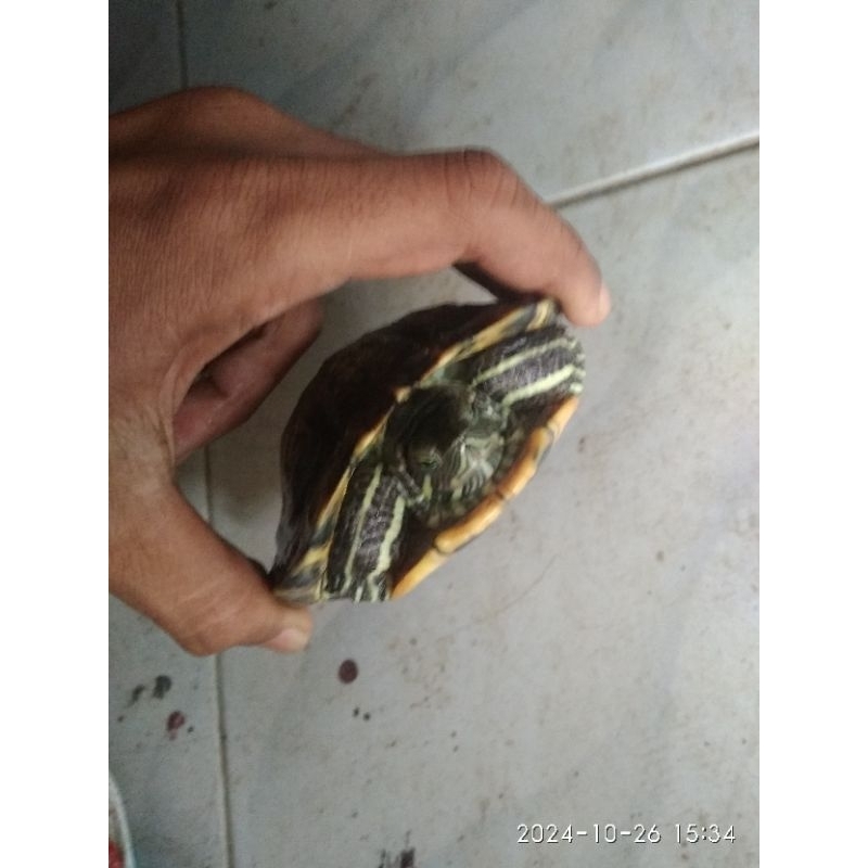 kura-kura brazil jantan