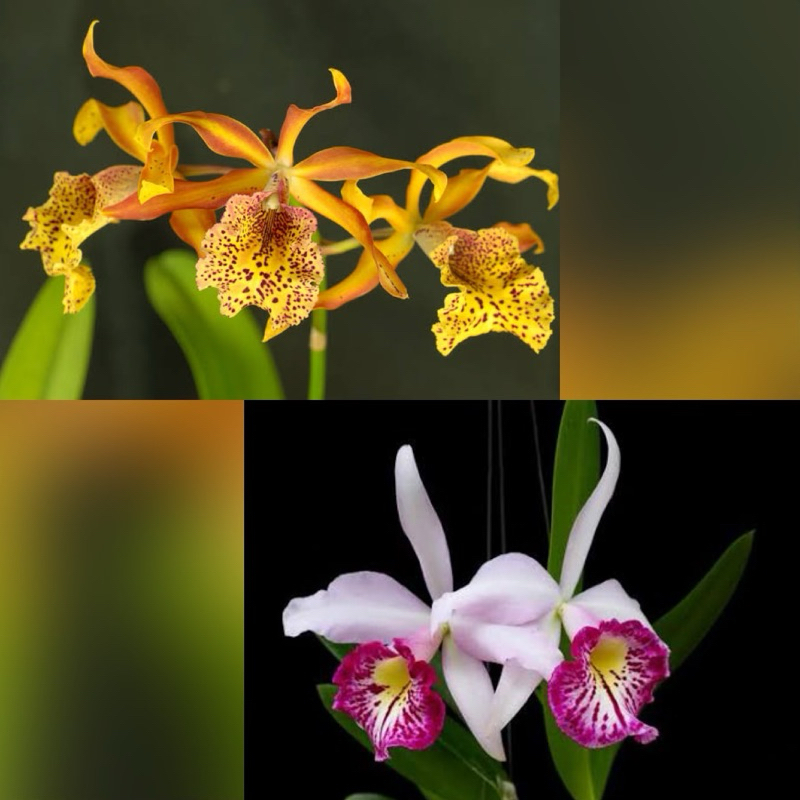 paket promo splitan Dewasa C. Frances fox & C. Taiwan big lip