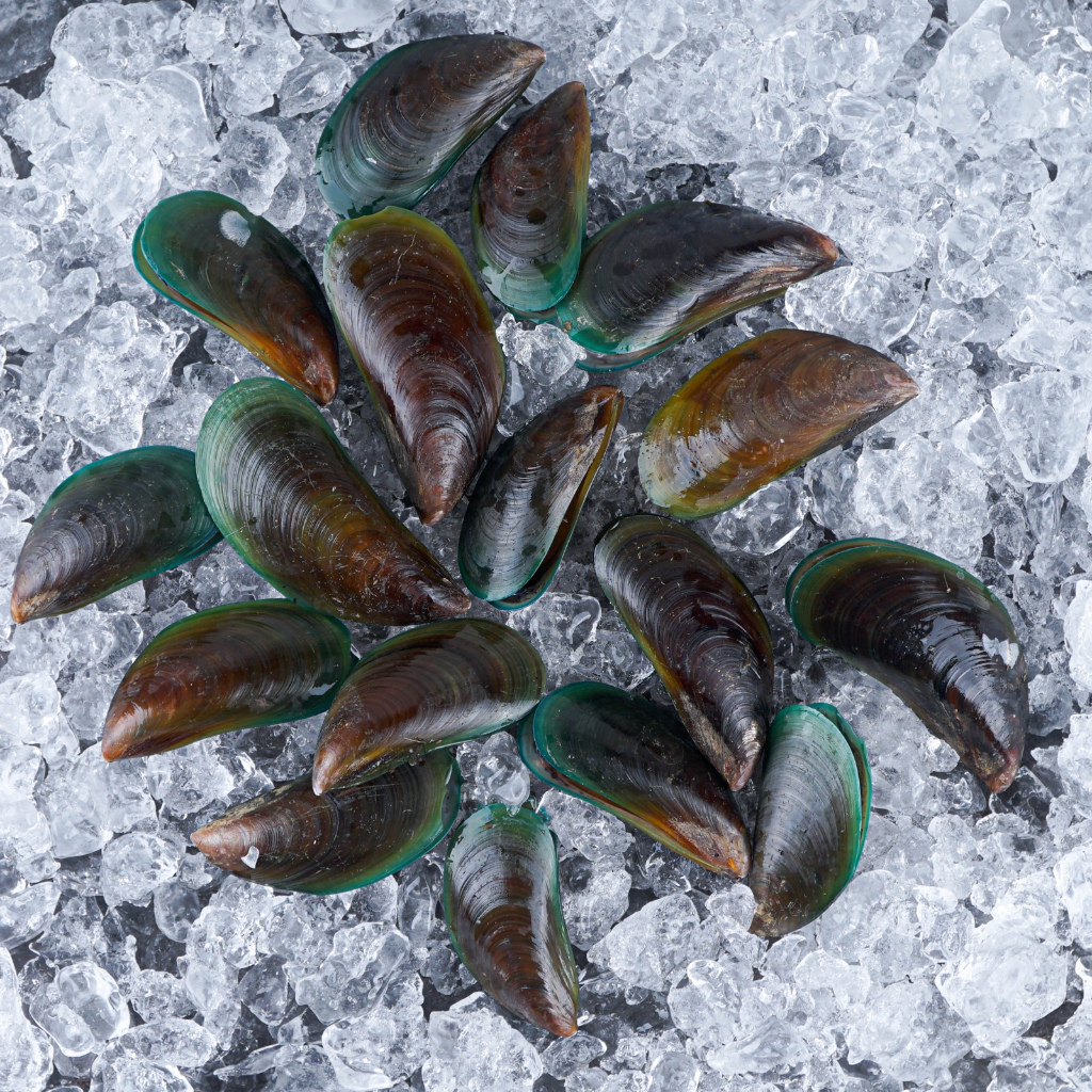 

Kerang Hiaju Ijo Besar Fresh Bersih Live Frozen