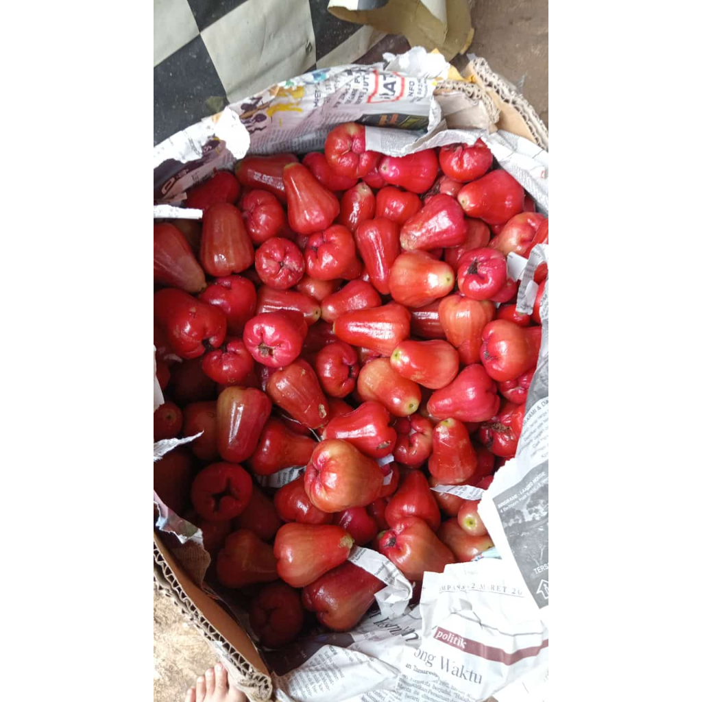 

Jambu air merah