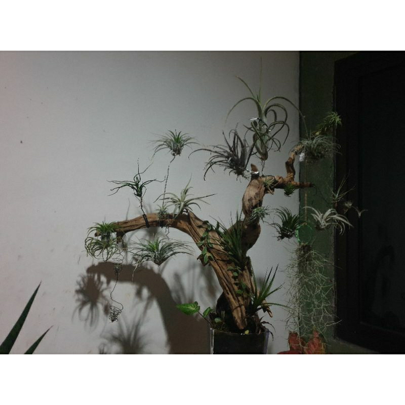 paket tillandsia