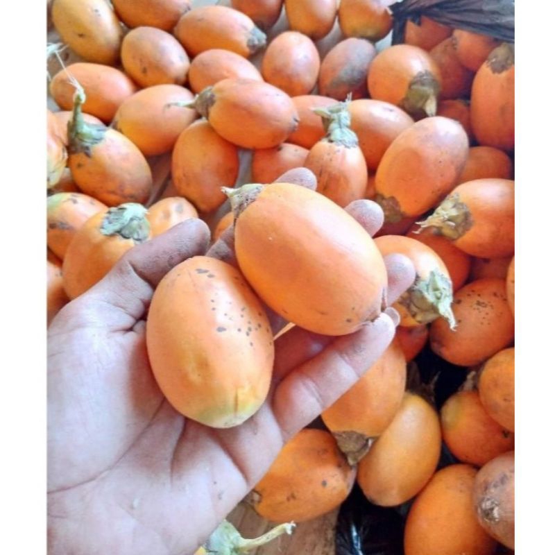 

buah pinang tua 1 kg