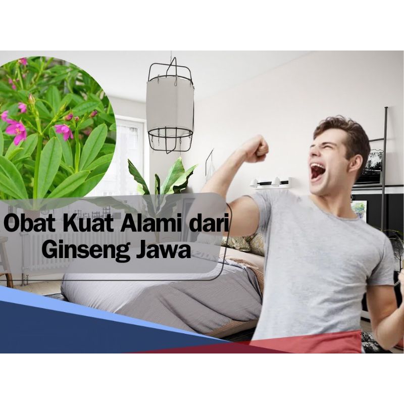 

gingseng jawa untuk harga perpohon