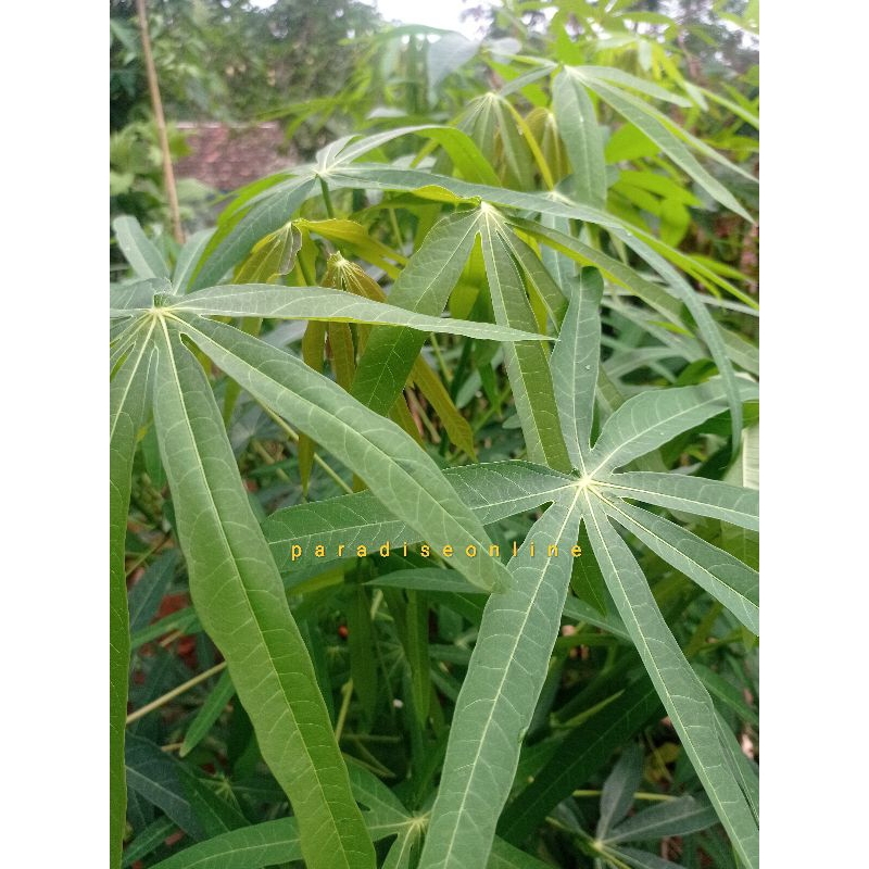 

daun singkong husus sayur/daun singkong jari sempit 500gram