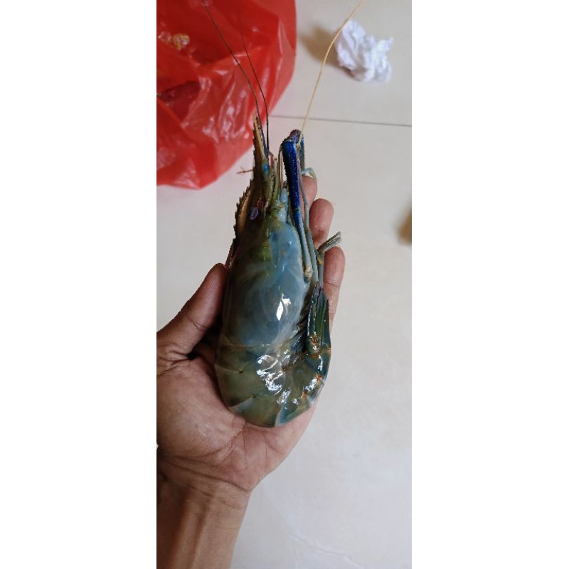 

Udang Galah Size 6-10 1kg / Udang Galah / Udang / Udang Galah Fresh Berkualitas / JABODETABEK / Seafood Segar / Seafood