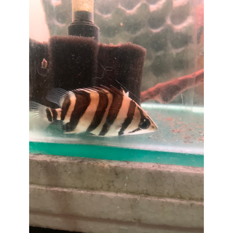 datz borongan 4bar 3bar forkbar mixbar