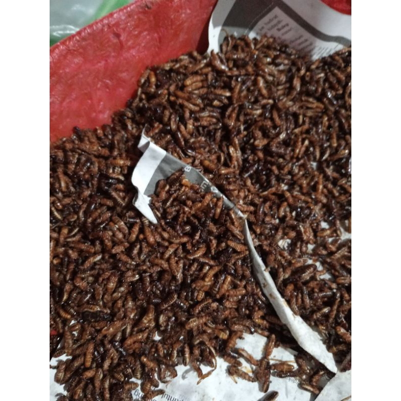 

Laron Goreng Wonogiri.sangar lezat di temani nasi dan sambal 40 gr