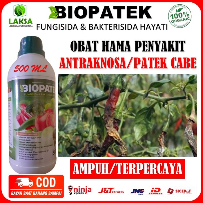 Obat Petek Cabe - Biopatek fungisida bakterisida hayati Obat Cabe - Biopatek Fungsida Bakterisida Ha