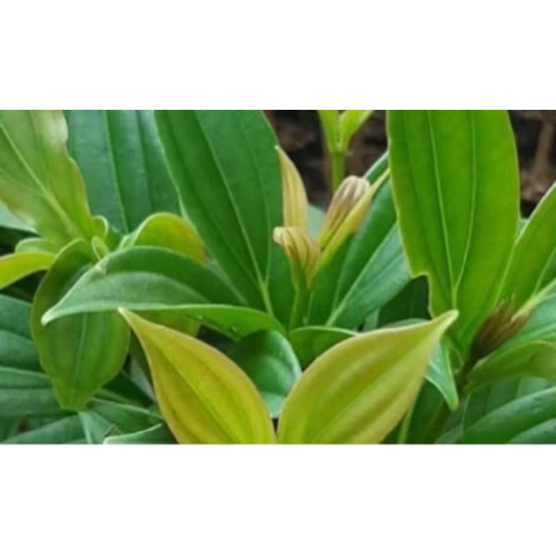 

daun parijoto segar/250grm