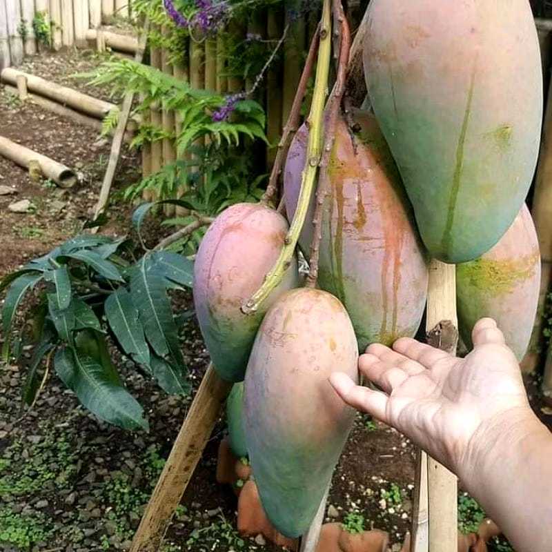 Bibit Mangga Kiojay ASLI Hasil Okulasi / Cangkok Cepat Berbuah