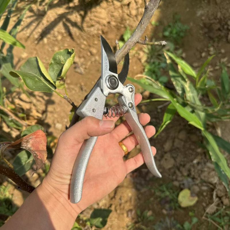 Gunting Dahan SK 5 made in japan