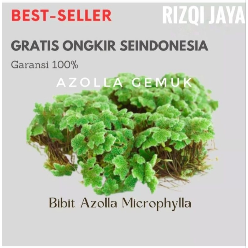 

AZOLLA GEMUK BERKUALITAS - PAKAN KURA-KURA - BIBIT AZOLLA