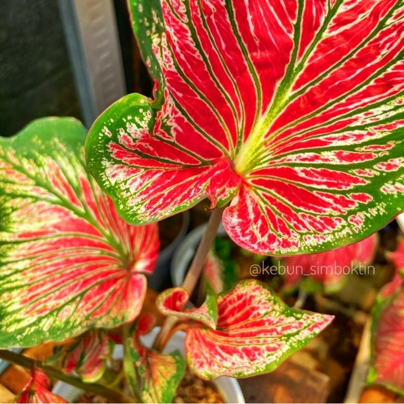 Tanaman Hias Keladi Thai Series Garuda Merah Putih Bunga Hias Keladi Caladium Anakan Murah Merah BUK
