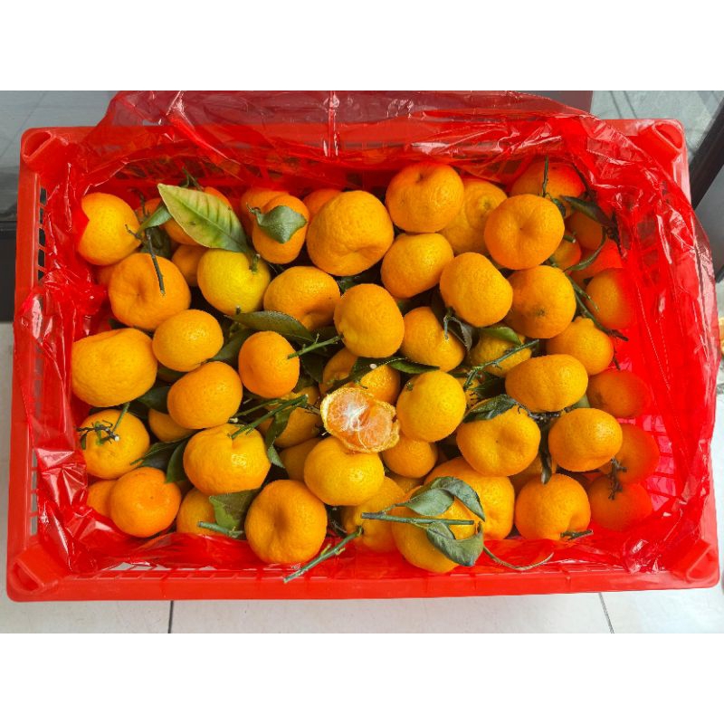 

JERUK SHANTANG BIRMA (BOX)