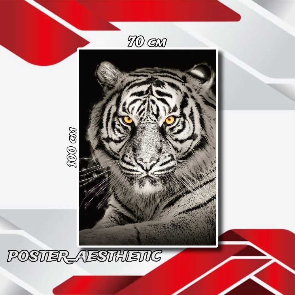 DEKORASI DINDING POSTER JUMBO FOTO HARIMAU SUMATRA UKURAN 50X100CM 100X200CM XTRA JUMBO + BINGKAI