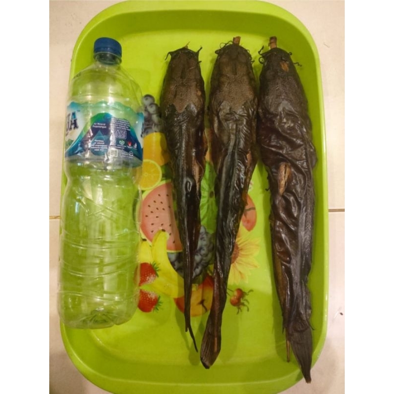 

LELE Asapan jumbo 2 biji 20rb