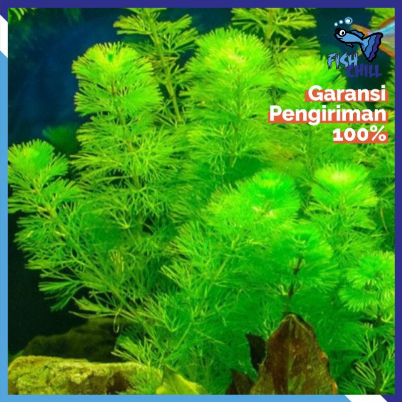 10 BATANG KABOMBA HIJAU TUMBUHAN AQUASCAPE Low Co2 Cabomba Green Red Merah Aquarium Kolam Tanaman Ga
