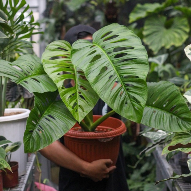 Monstera Acuminata Ukuran Besar Tanaman Hias Fest Garden