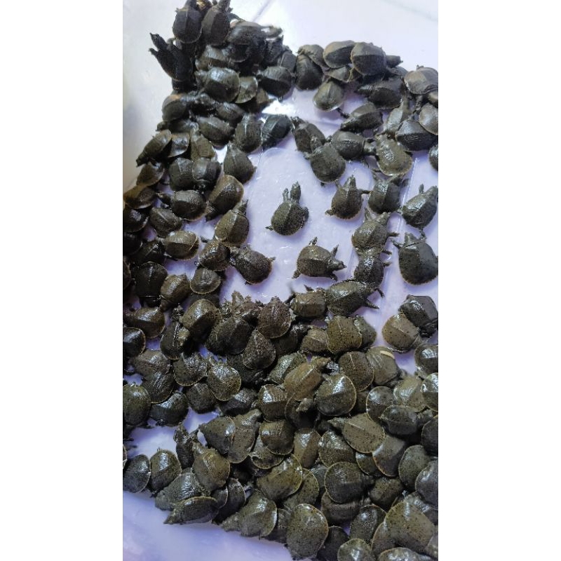 termurah mainan bulus labi labi