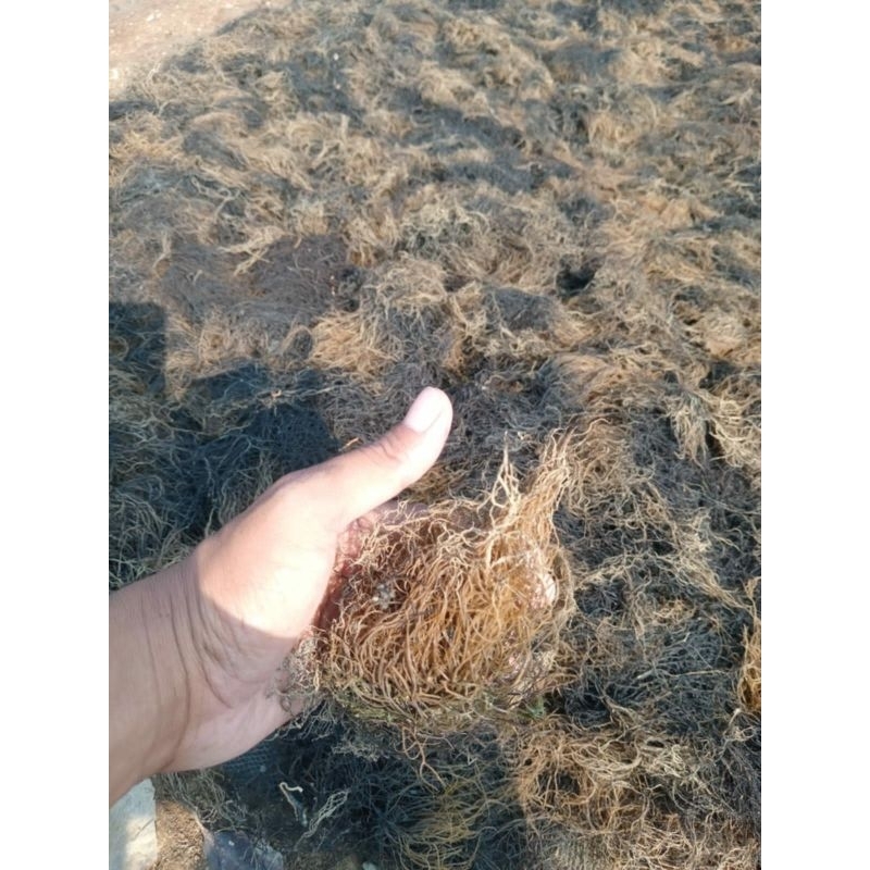 RUMPUT LAUT GRACILARIA KERING 1Kg