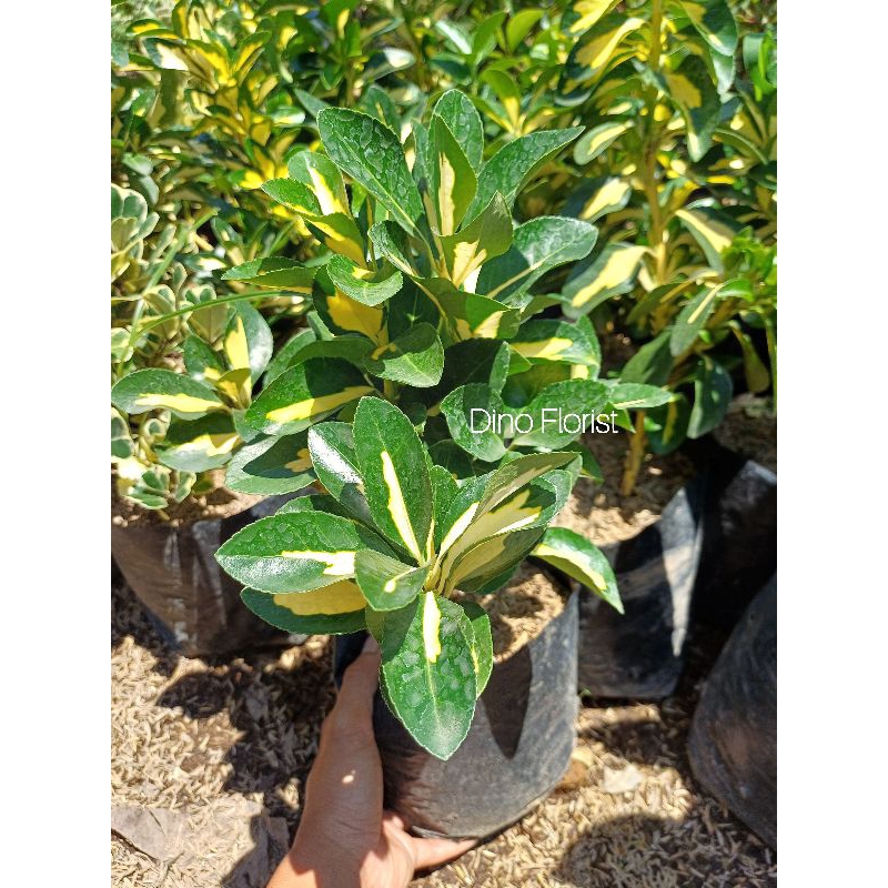 Tanaman Hias Puring - Puring Havana Golden - Euonymus japonicus / Bahan Bonsai