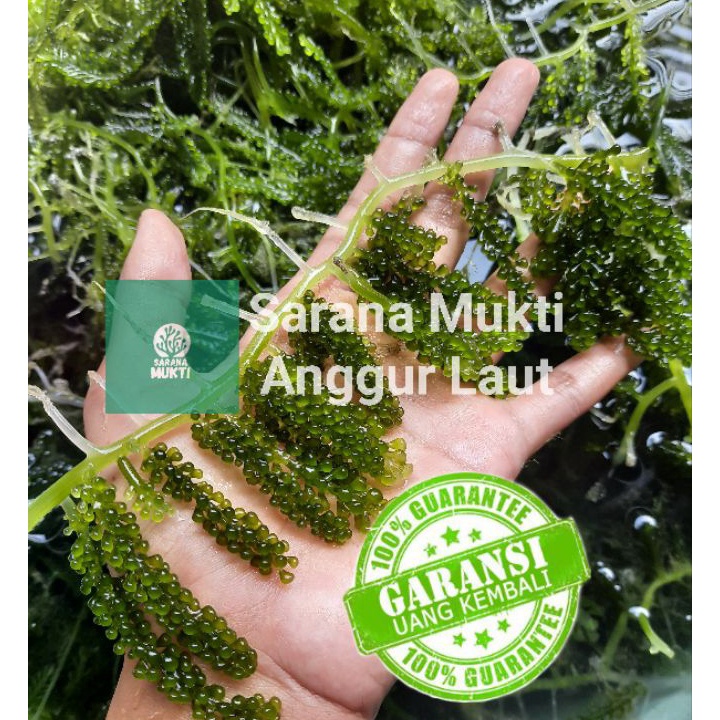 

BEST SELLER Anggur LautSea GrapesLatohLawilawiUmibudo Segar Produk Lama Tidak Sengaja Terhapus